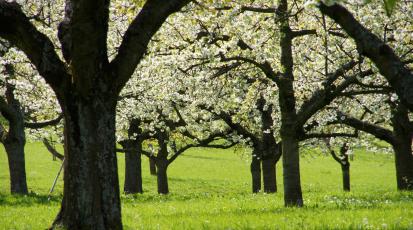 Streuobstwiese mit blühenden Apfelbäumen