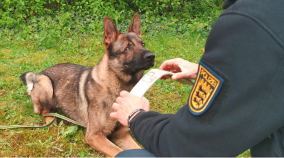 Das Bild zeigt einen Polizeihund. Vor seine Nase hält ein Polizist ein Stück eines Feuerwehrschlauches. 