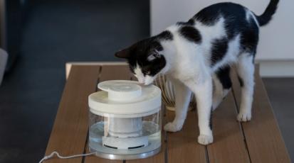 Hydrasel: Smarter Trinkbrunnen für Katzen