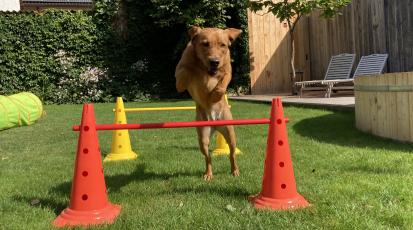 Hund springt über Stangen in einem Hindernisparcours.