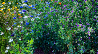 Eine Blumenwiese voller bunter Wildblumen