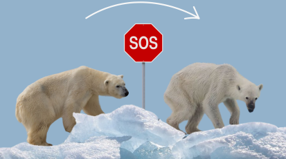 Der Klimawandel macht das Überleben für Eisbären immer schwerer