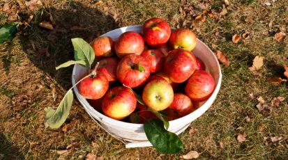 Ein Obstkorb mit vielen Äpfeln darin. 