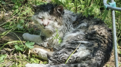 Eine Straßenkatze mit zerzaustem Fell und zerkratztem Gesicht.