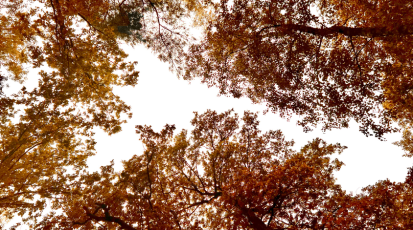 Baumkronen im Herbst