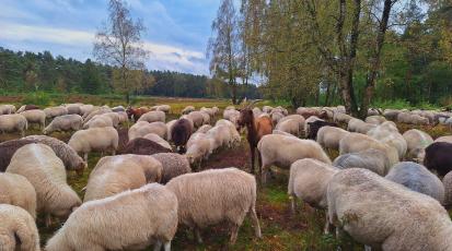 Eine Schafherde mit einer Ziege in der Mitte