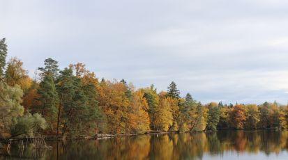 Herbstwald an einem Seeufer