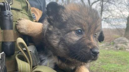 Ein Welpe wird von einem Soldaten im Arm gehalten.