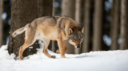 Ein Wolf läuft durch den Schnee. Er schaut in Richtung Kamera. Im Hintergrund ist ein Wald.