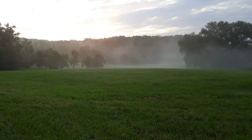 Bild von Wiese