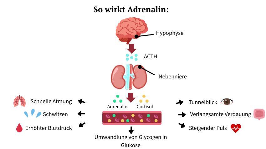 Die Infografik zeigt den Ablauf der Wirkung von Adrenalin auf den Körper.