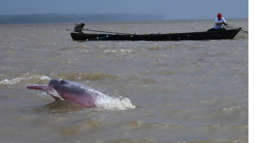 Flussdelfin schwimmt vor einem Fischerboot weg