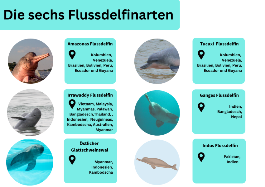 Infografik zu den sechs unterschiedlichen Flussdelfin Arten und ihre Lebensräume 