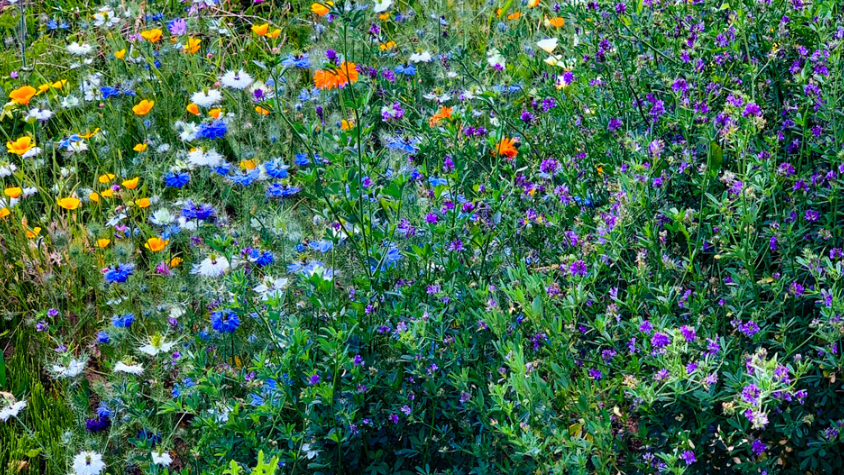 Eine Wiese voll bunter Wildblumen