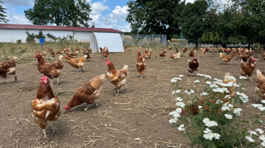 Hennen im Freilandgehege.