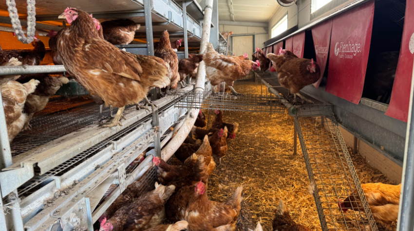 Hennen im Mobilstall.