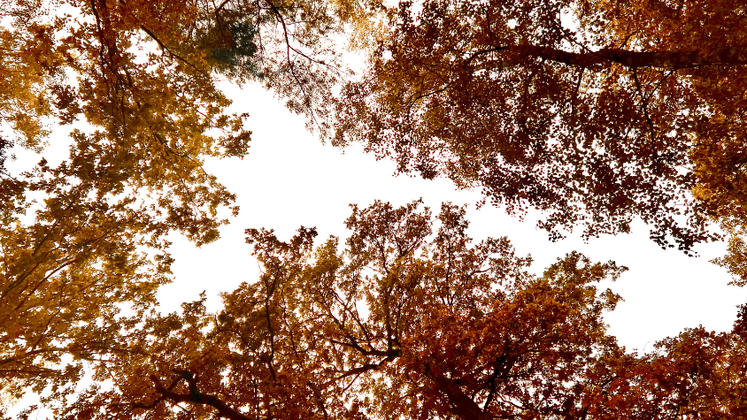 Baumkronen im Herbst