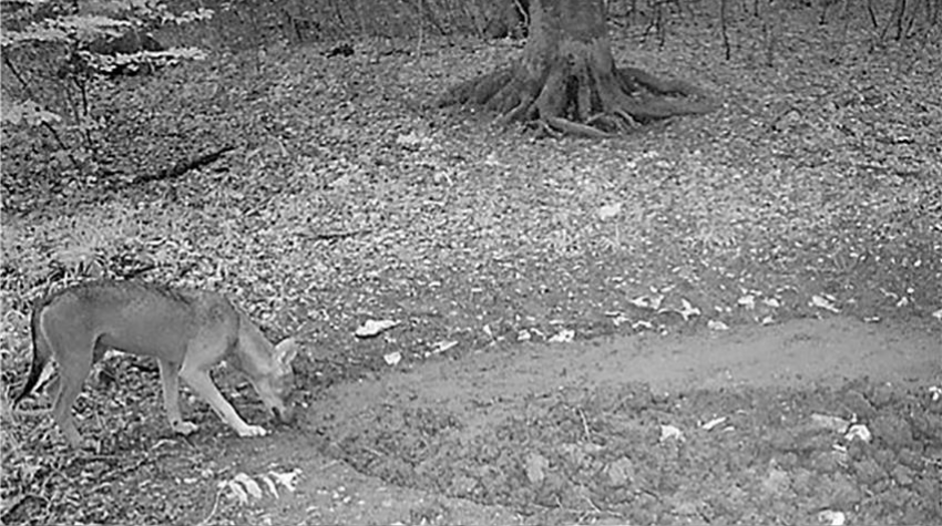 Ein junger Wolf schnuppert am Boden.