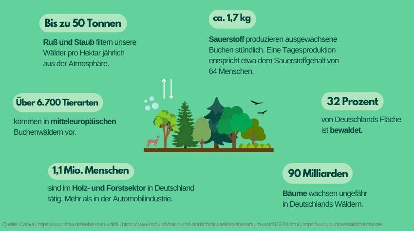 Infografik mit Fakten über den Wald