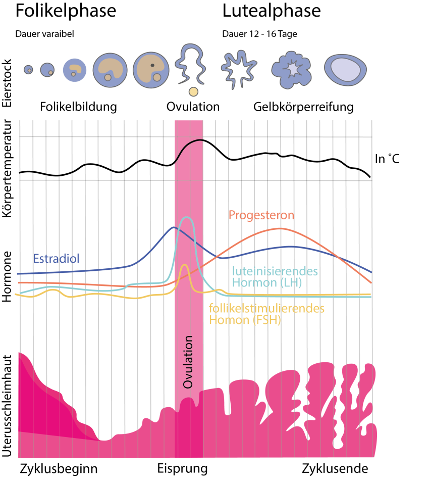Der Menstruationszyklus als Grafik dargestellt.