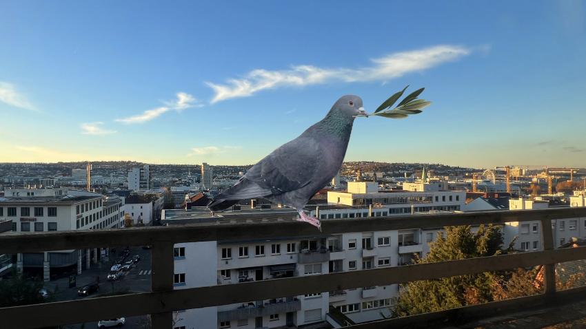 Eine Stadttaube mit einem Ölzweig im Schnabel sitzt auf einem Geländer mit Blick auf Stuttgart
