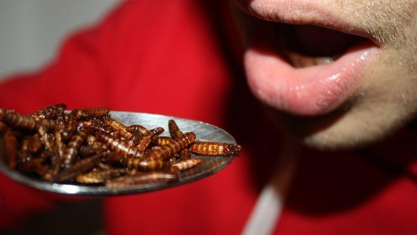 Ein Löffel mit Mehlwürmern, der zum Mund geführt wird.