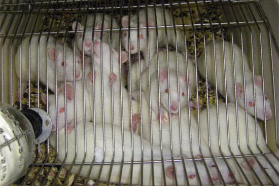 Ratten im Laborkäfig