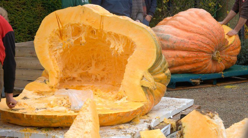 Riesenkürbis, der aufgeschnitten wurde, um die Kerne herauszuholen.