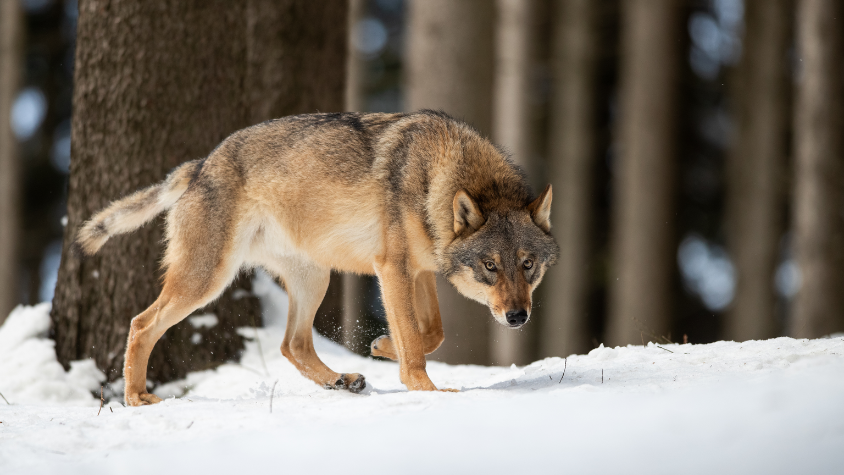 Ein Wolf läuft durch den Schnee. Im Hintergrund ist ein Wald.