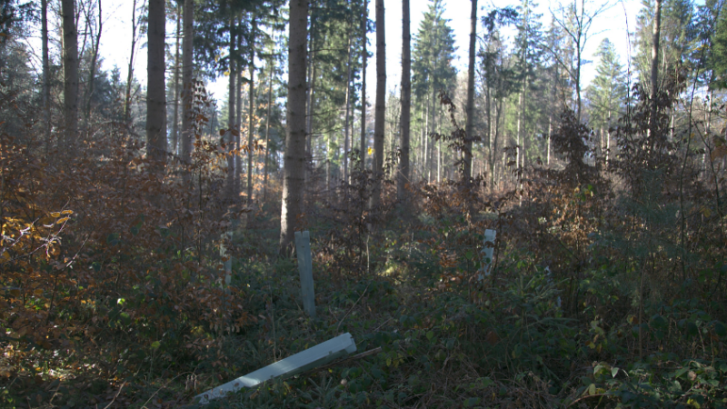 Wald