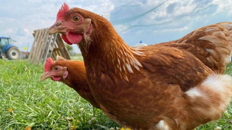 Zwei Hühner stehen auf einer grünen Wiese
