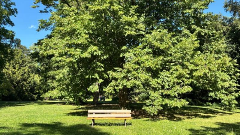 Zu sehen ist eine Bank und ein Baum direkt dahinter. Die Bank wurde jedoch nicht unter dem Baum platziert, sondern steht direkt in der Sonne. 