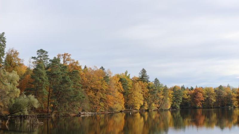 Bunter Herbstwald an einem Seeufer