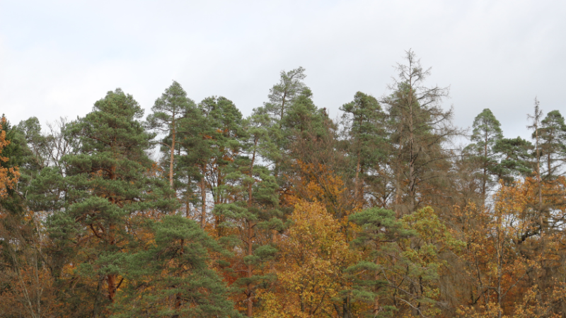 Bunter Herbstwald