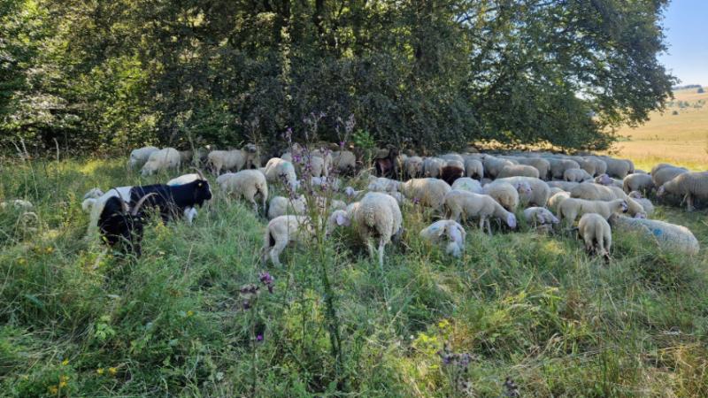 Eine Schafherde grast im Schatten eines Baums.