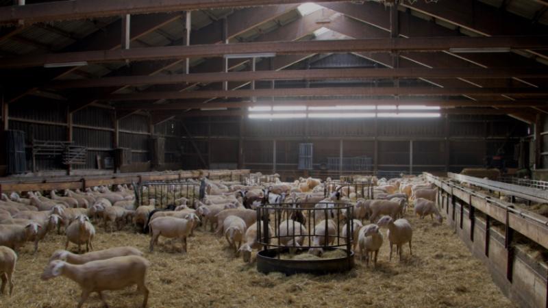Etwa vierhundert Schafe stehen im Stall. Sie fressen Heu.