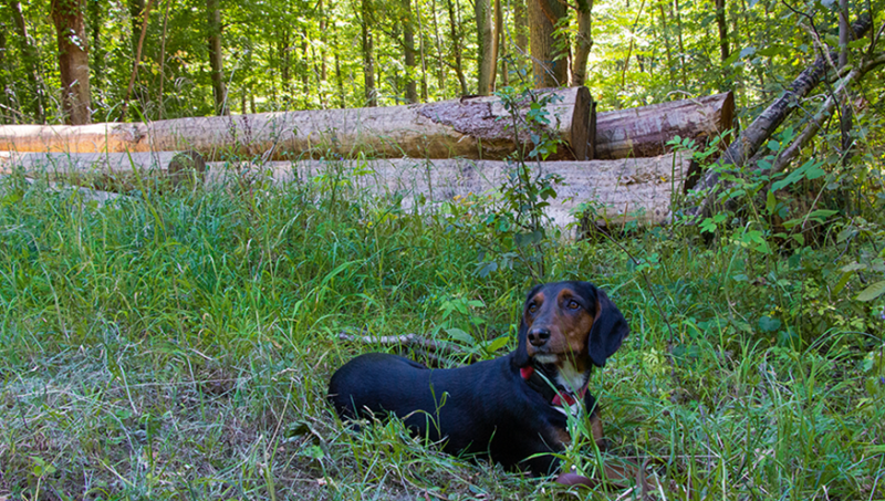 Hündin Bella liegt auf dem Waldboden