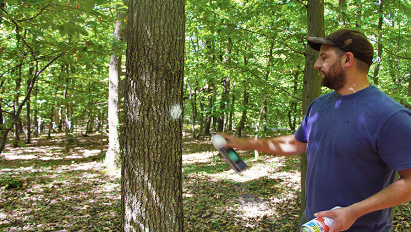 Förster Jens sprüht einen weißen Punkt an einen Baum