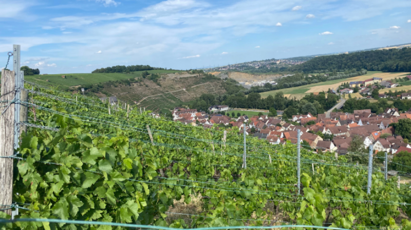 Ausblick über Roßwager Weinberge.