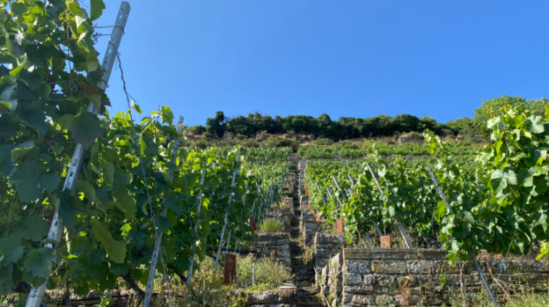 Treppenstufen die den Weinberg hinaufführen.