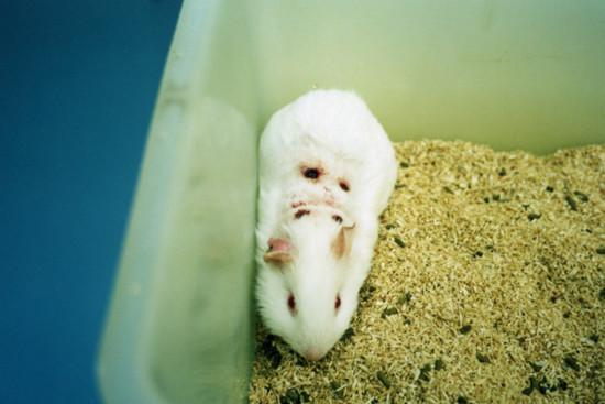  Meerschweinchen mit entzündeten Hautstellen.