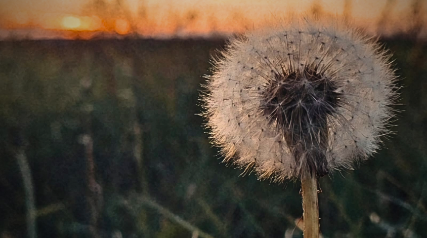 Auf dem Bild ist im Vordergrund auf der rechten Seite eine Pusteblume zu sehen, die stark im Fokus steht. Um die Blume herum sieht man im Hintergrund verschwommen grünes Gras. Das Bild spielt sich vor einem Sonnenuntergang ab, welcher das Bild in warme Farben taucht.